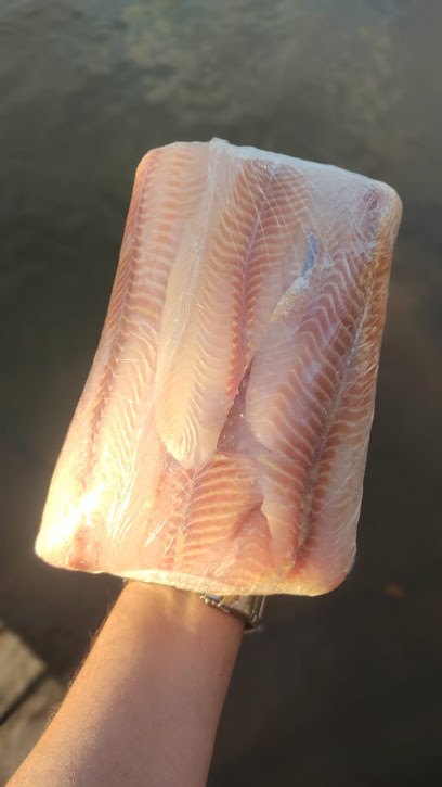 PEIXARIA ONLINE