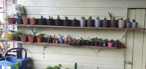 Buritizal Plantas