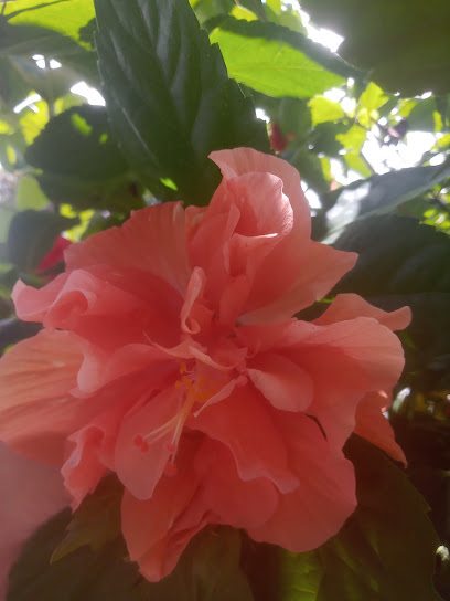 Cantinho Das Plantas