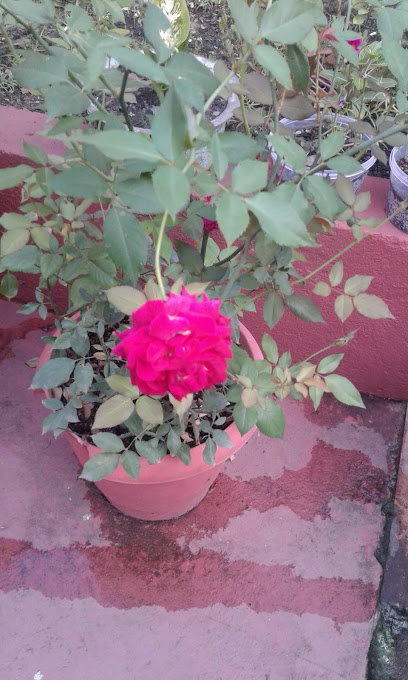 Casa Da Plantas
