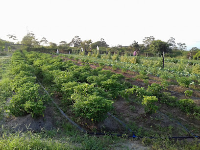 Verduras dona Rosa