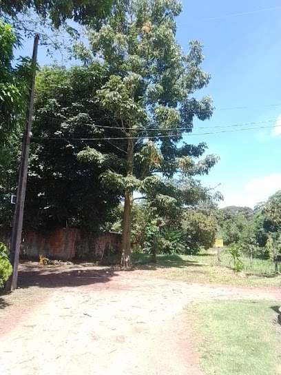 Viveiro Samaúmas Garden