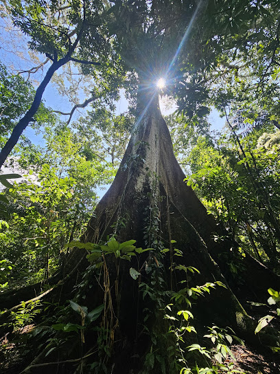 Amazon Star Turismo