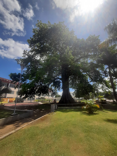 Praça Samaúma