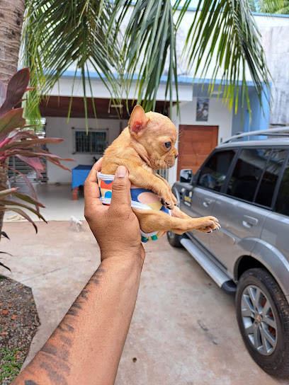 Canil Jobar Pet Puppy